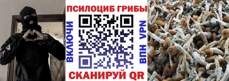 закладки  Вышний Волочёк  Псилоцибиновые грибы прущие грибы 
